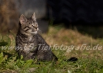 31 Pinky & Mampfi